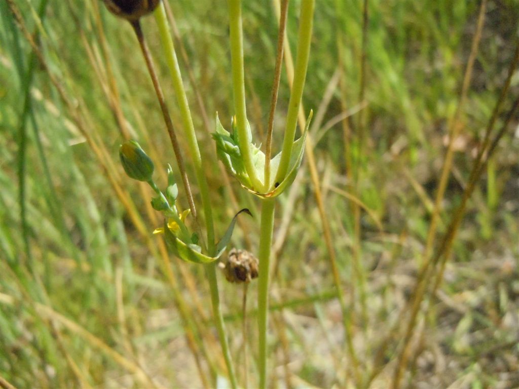 Blackstonia perfoliata